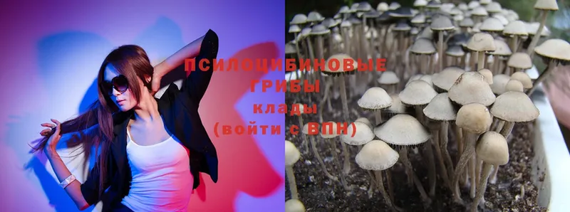 Галлюциногенные грибы Psilocybe  кракен ONION  Светлоград 